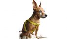 Chien