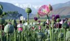 afghanistan-poppy