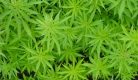 marijuana