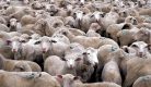 moutons-troupeau moutons-troupeau