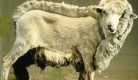 tonte-mouton-impots