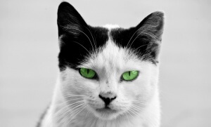 (Photo : Rebel - Flickr - cc)