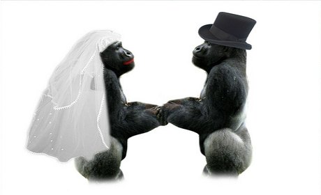 amour mariage gay