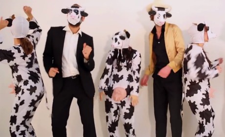 Les bovins se rebiffent