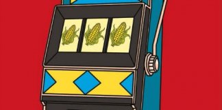 mais ogm environnement