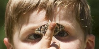 trisomie eugenisme papillon