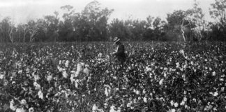 champs cotton pauvrete