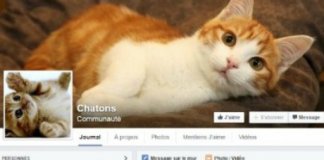 cyber justice chaton