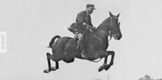 flying fox portraits