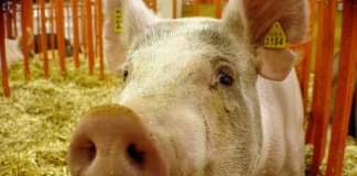 cochon cantine laicite