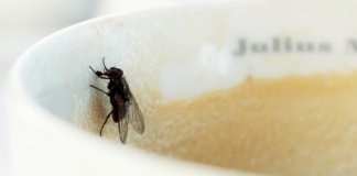 israel palestine cafe