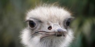 vivre ensemble attentats islam