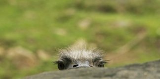 amalgame islam corbiere