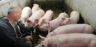 crise porc euro lefoll