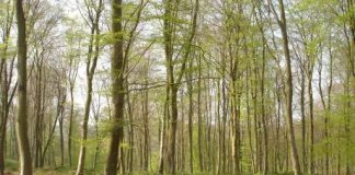 foret affouage ecologie