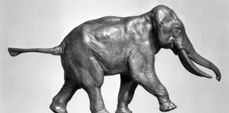 chine elephant ivoire