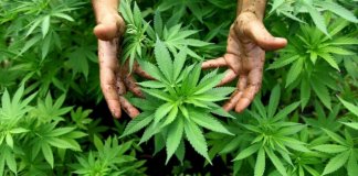 kalachnikov cannabis