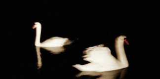 jean louis murat morituri