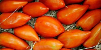 coeur boeuf tomates gers