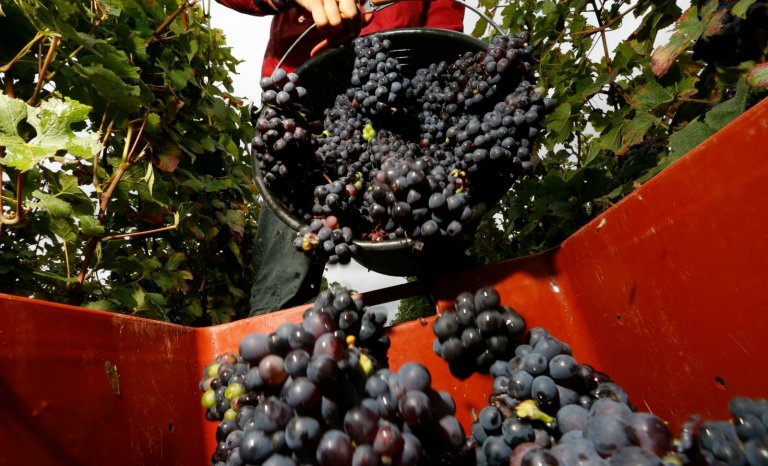 Les vins de Riberach : apologie du Bio bien contrôlé