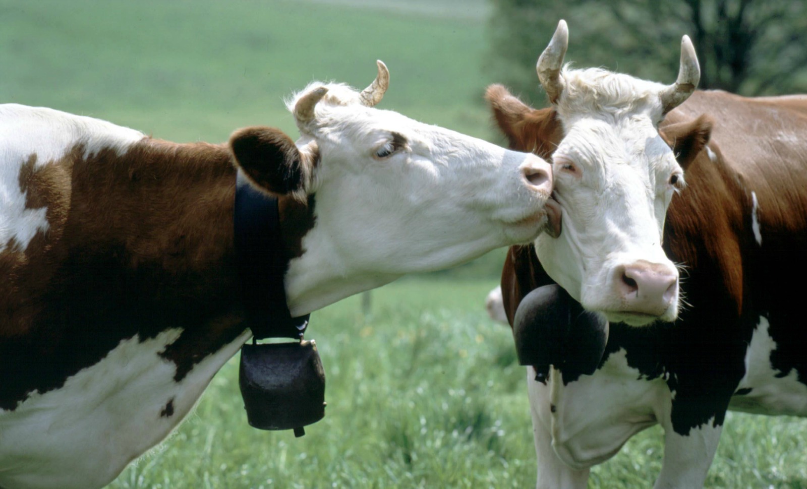 En Haute-Savoie, des touristes veulent faire taire les cloches des vaches