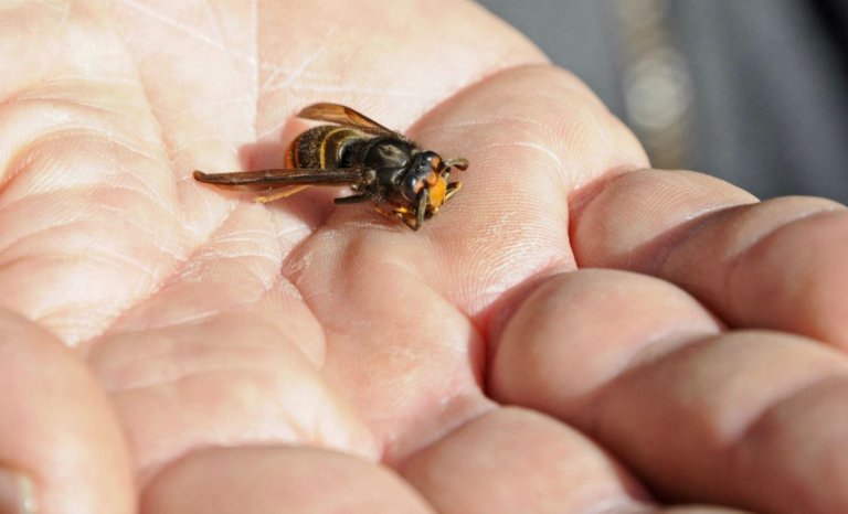 Frelons : le grillage de la honte