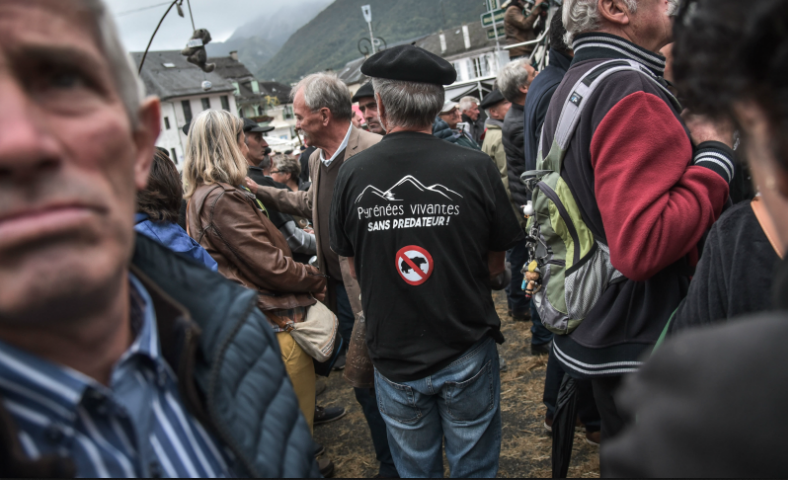 Ours dans les Pyrénées: bobos contre bergers, le dialogue de sourds