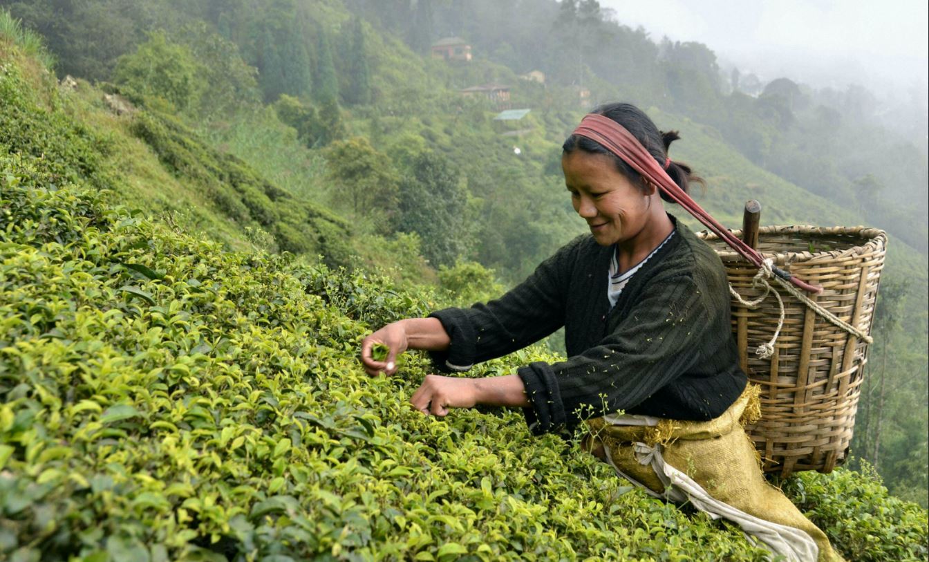 Un thé dans l’Himalaya