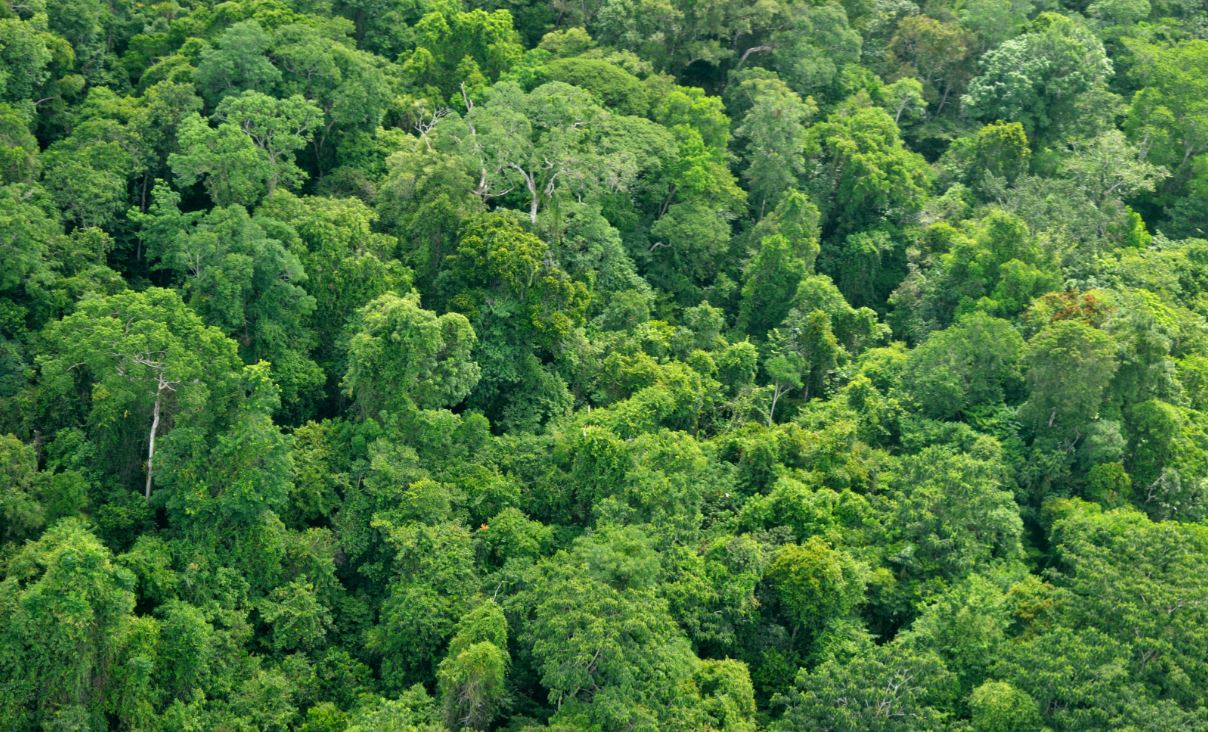 Couper des arbres tue des gorilles, pas forcément le climat