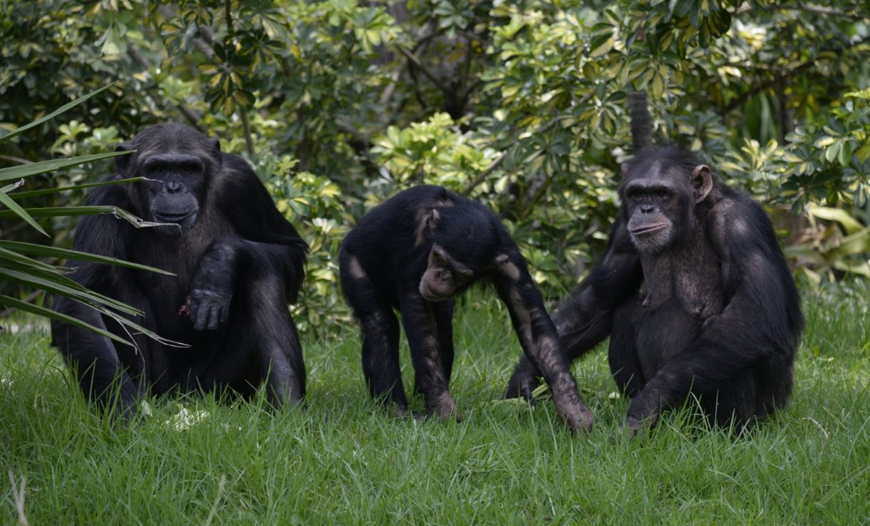 L’écriture inclusive ne marchera pas (non plus) chez les chimpanzés