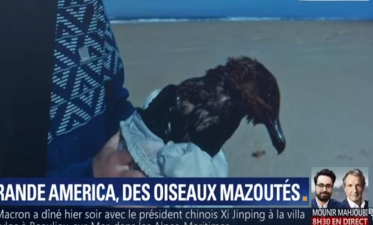 Naufrage du Grande America: quand l&rsquo;antispécisme envahit les médias