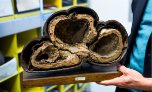 Coupe transversale d'un "coco-fesse", la plus grosse graine du monde, produit par un palmier des Seychelles. Photo : Hannah Assouline