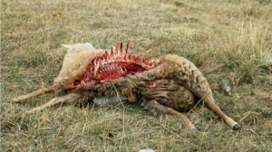 Carcasse d’un mouton tué par un loup, dans le parc national du Mercantour, avril 2008. Photo : D.R.