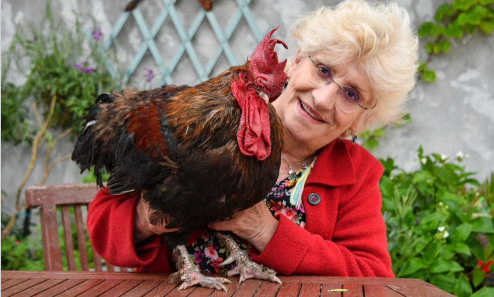 Dans nos campagnes, des néoruraux multiplient les procès rageurs