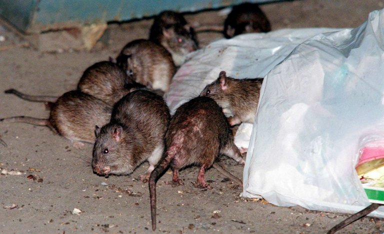 New York: les rats n’ont pas besoin d’Anne Hidalgo pour pulluler
