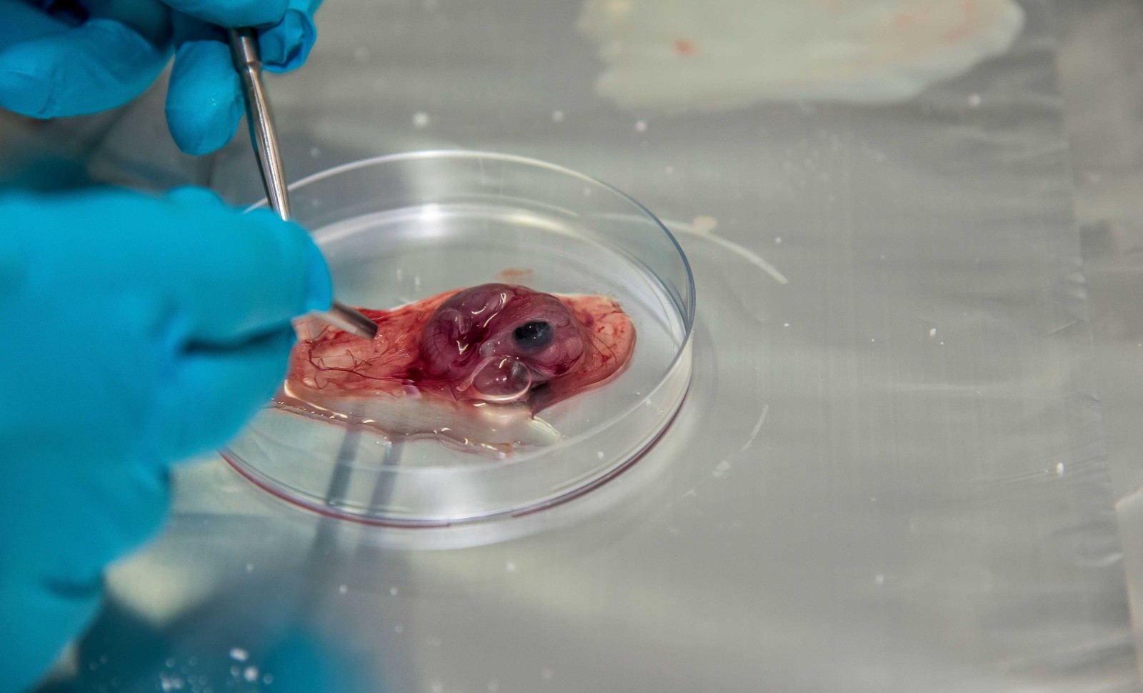 Le Japon expérimente les embryons humains-animaux