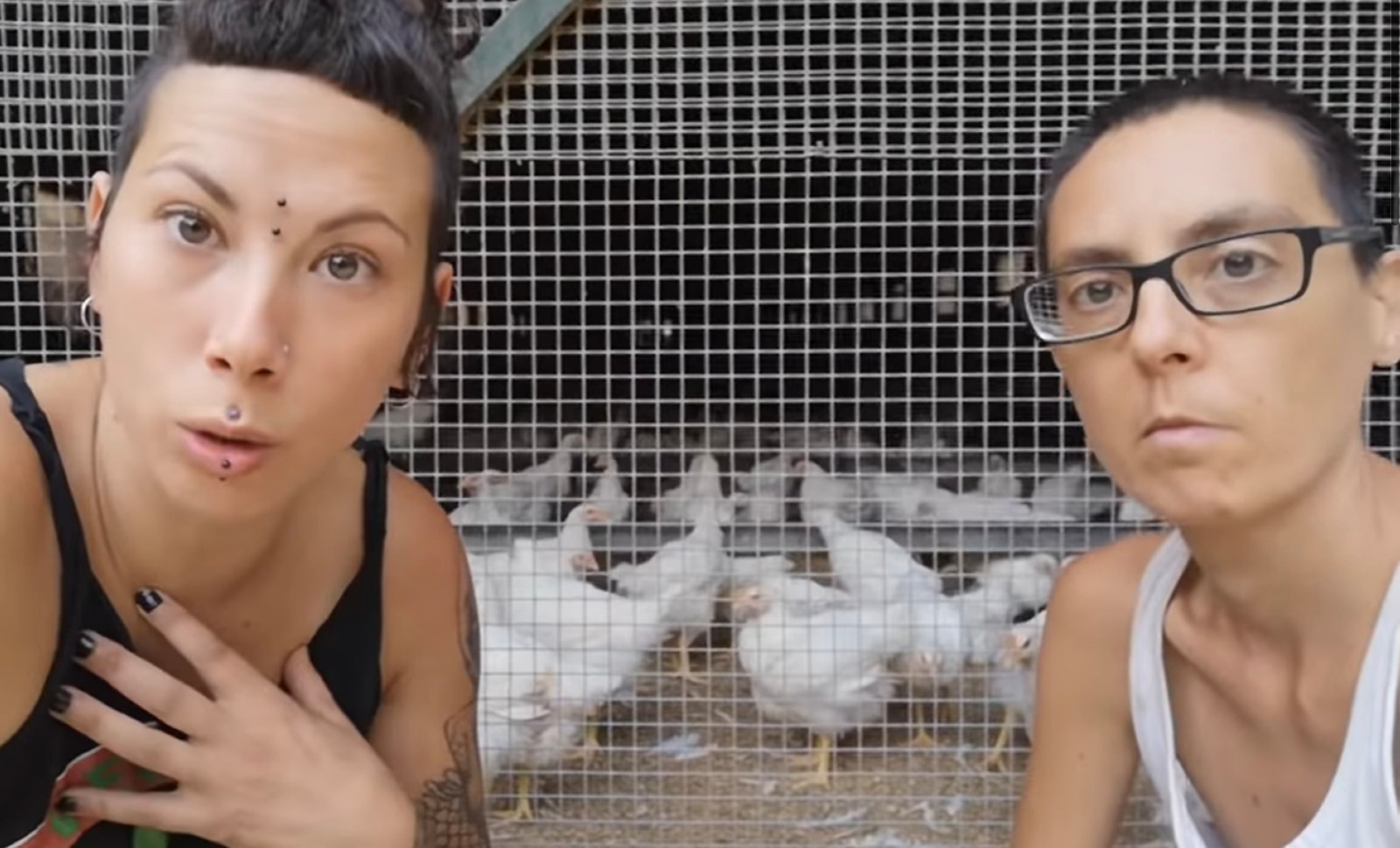 Espagne: ce collectif végan-féministe qui fait manger des œufs aux poules
