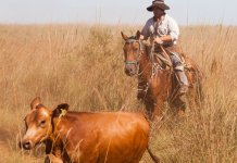 pampa gaucho argentine