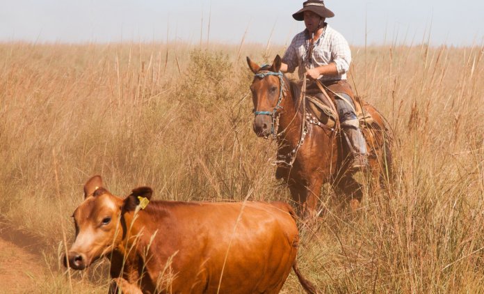 pampa gaucho argentine
