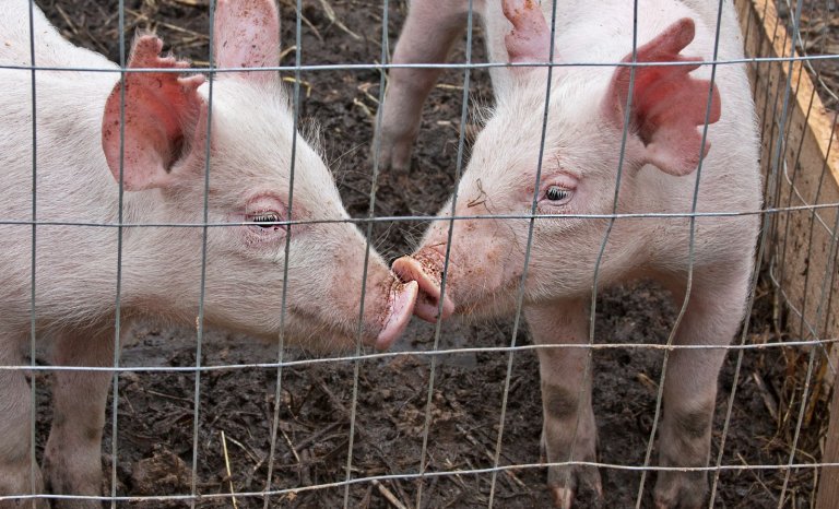 Nord: agriculteurs et éleveurs se serrent les coudes contre les néoruraux