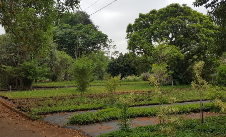 Chasse à l’homme au parc de l’Ibirapuera