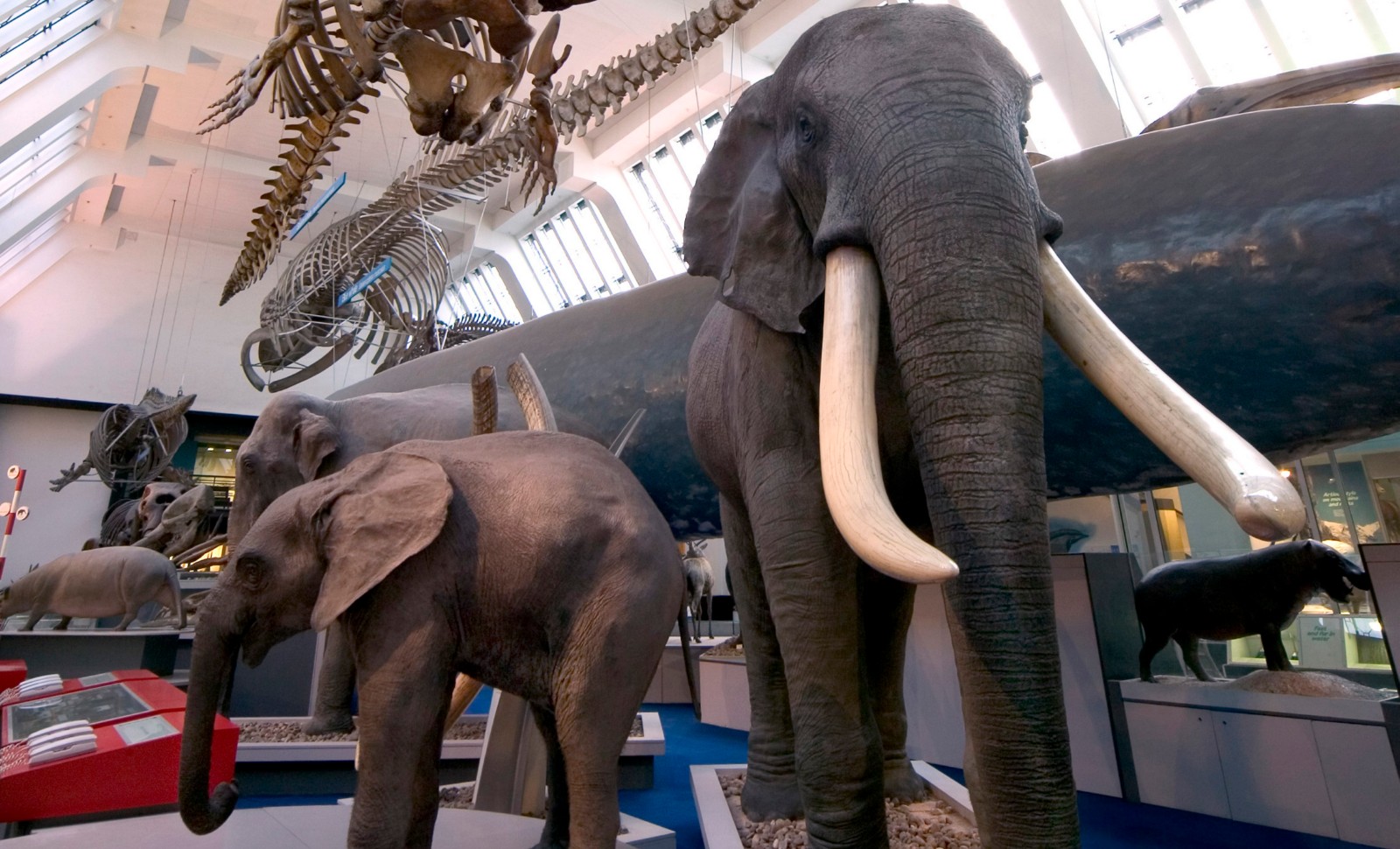 Pas assez de femelles au Muséum d’histoire naturelle de Londres!