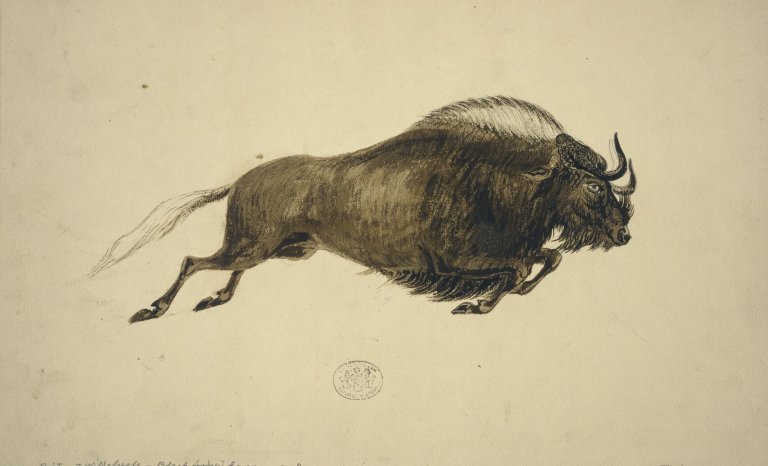 Le retour du Catoblépas