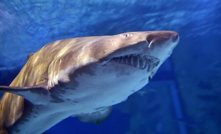 Requins: la mer de toutes les peurs