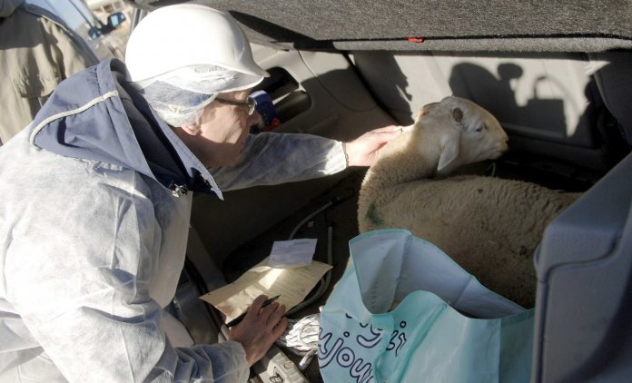 aid adha sacrifice agneau