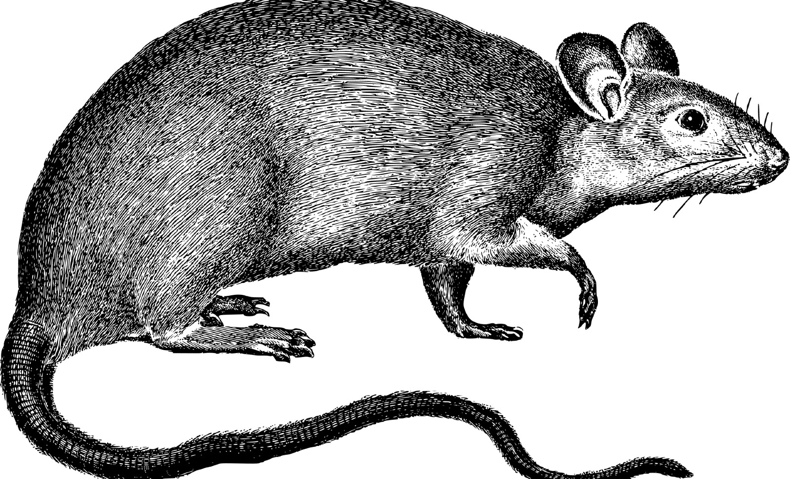 Des ratés et des rats