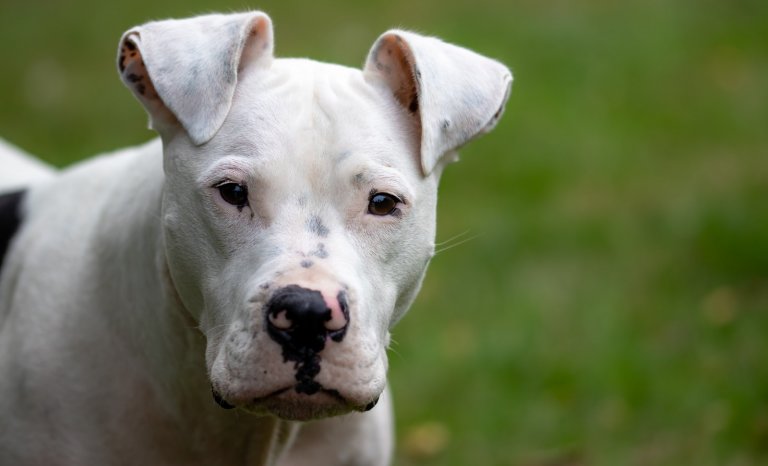 Curtis: innocent molosse ou chien devenu fou?