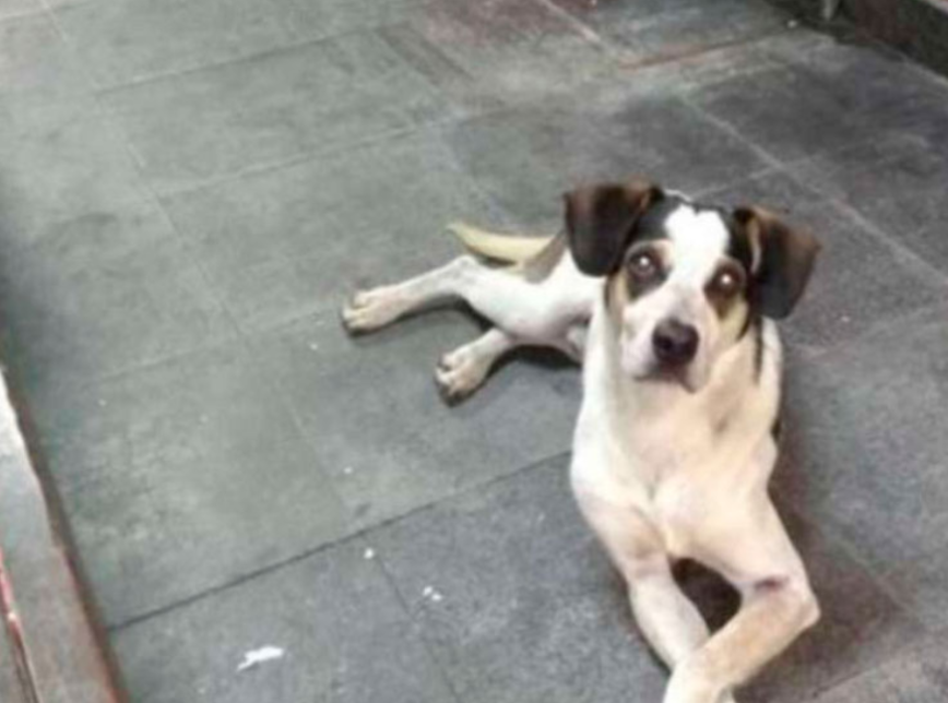 La photo de la chienne Manchinha avait fait le tour des réseaux sociaux grâce aux défenseurs des animaux au Brésil. D.R.