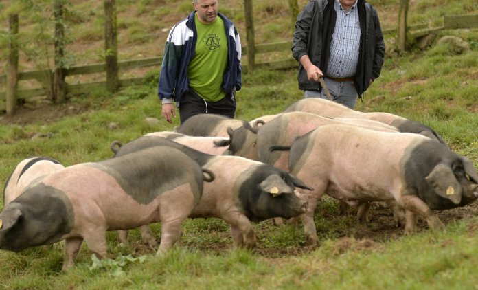 cochons-village-des-aldudes