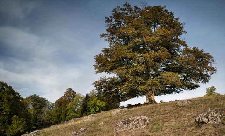 «Arbres de l’année 2020»: ils sont le calme et la sérénité qui nous ont tant manqué…